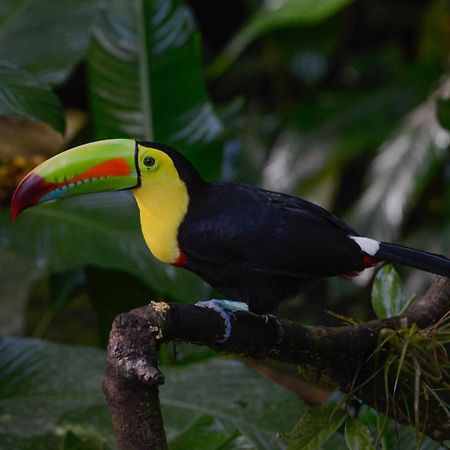 Veragua Rainforest Puerto Limon Luaran gambar