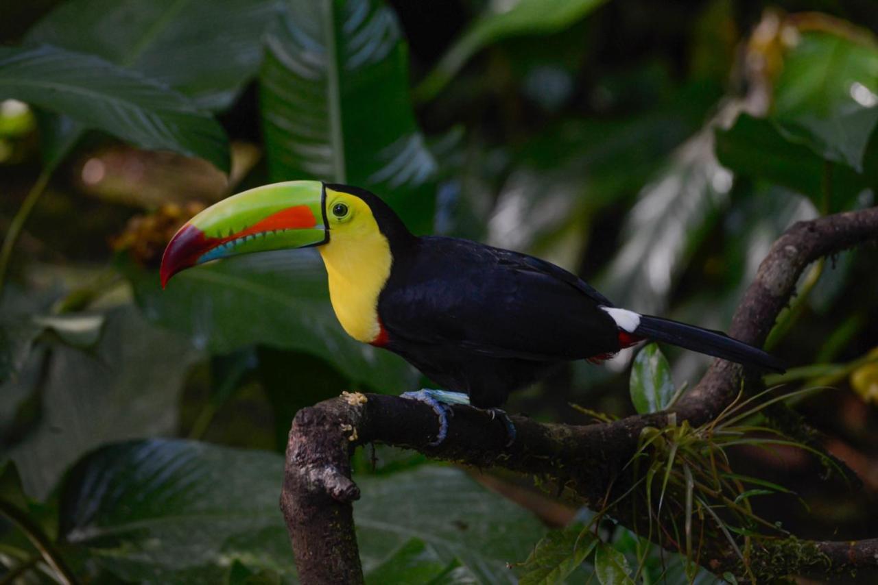 Veragua Rainforest Puerto Limon Luaran gambar