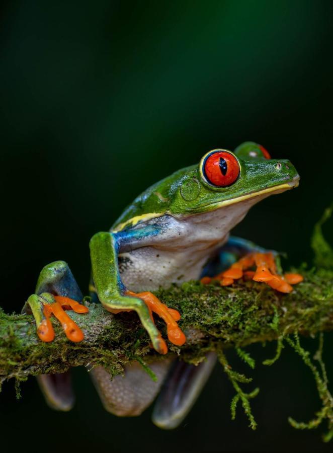Veragua Rainforest Puerto Limon Luaran gambar